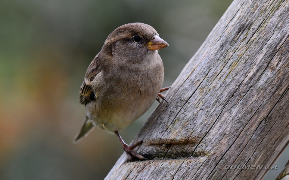House sparrow (female, Passer domesticus)